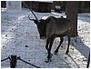 IMG_1438.JPG