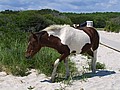 20070902_1242_148.JPG