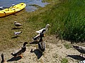 20070902_1337_156.JPG