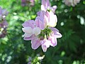20070617_0409_112.JPG