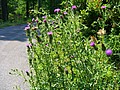 20070804_1427_037.JPG