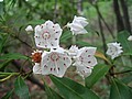20070609_1219_053.JPG
