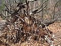 20070414_1152_035.JPG