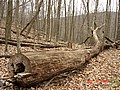 20061118_1301_038.JPG