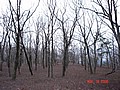 20061118_1338_054.JPG