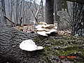 20061118_1518_124.JPG