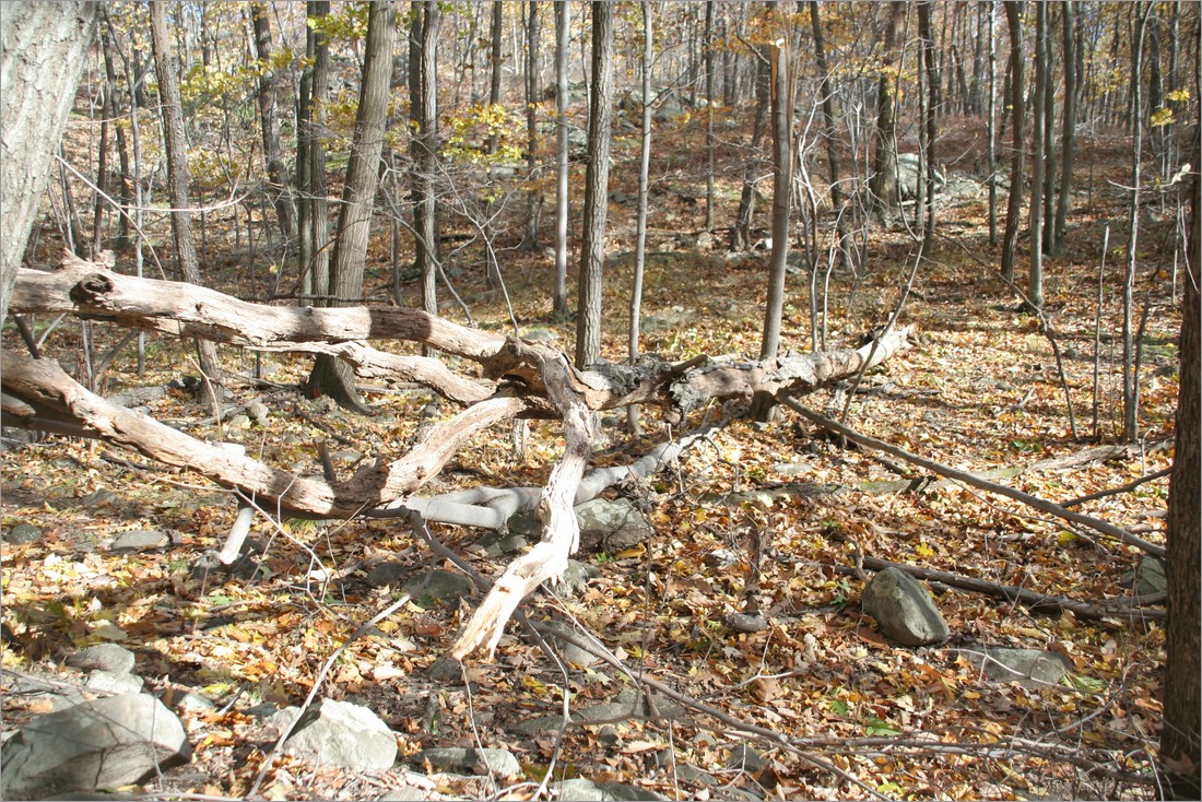 20061029__1452_113.JPG
