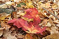 20061029__1354_084.JPG