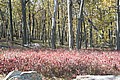 20061029__1414_095.JPG