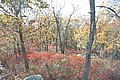 20061029__1426_107.JPG