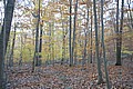 20061029__1522_131.JPG