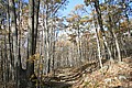 20061029__1546_150.JPG