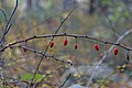 20061029__1607_155.JPG