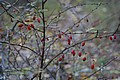 20061029__1613_159.JPG