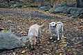 20061029__1624_166.JPG