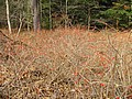 20061105__1102_030.JPG