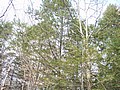 20061105__1106_035.JPG
